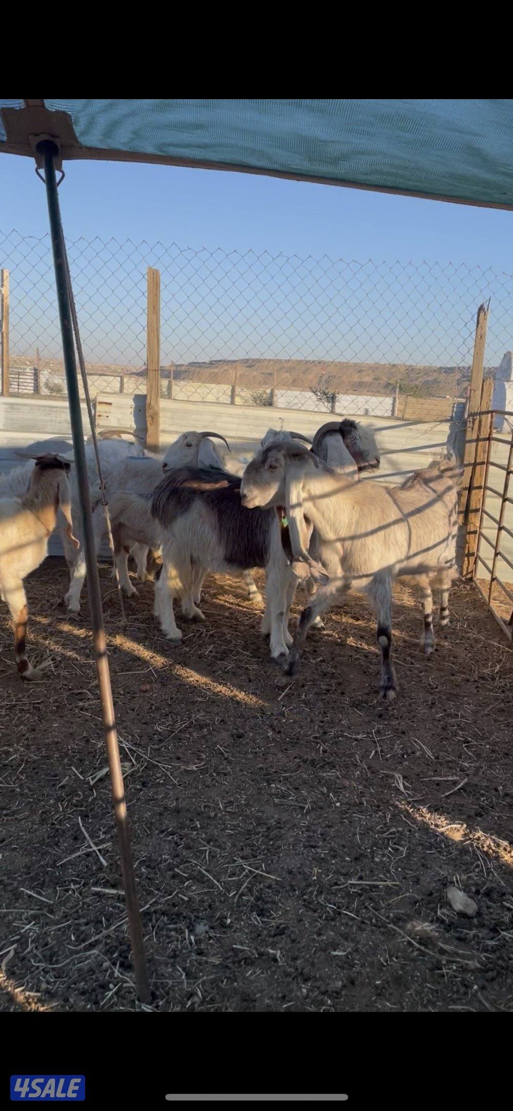 للبيع معزاالعدد٨ روس٥ شرط سونار1