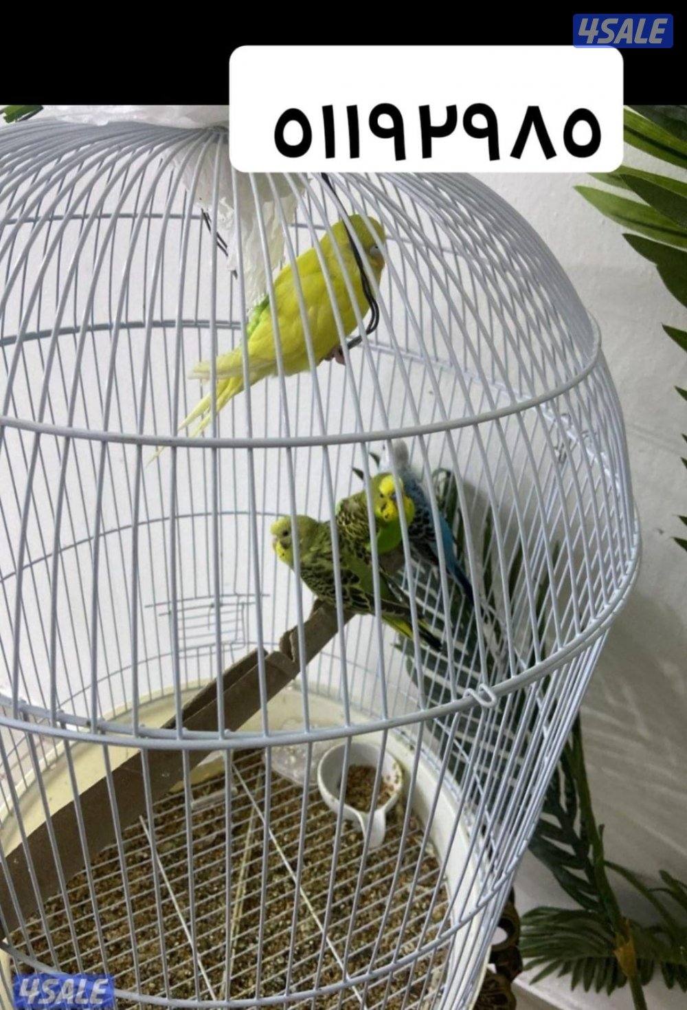 بيعه سريعه فازات  يصلحون لمشروع جدد  ١٢ فازه للتواصل واتساب البيع جمله1