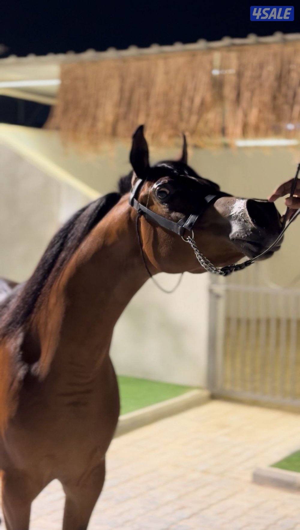 حصان مكس شو0