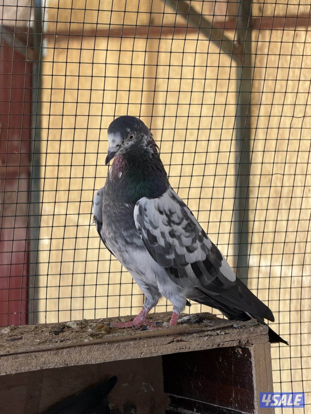 باكستاني وزاجل0