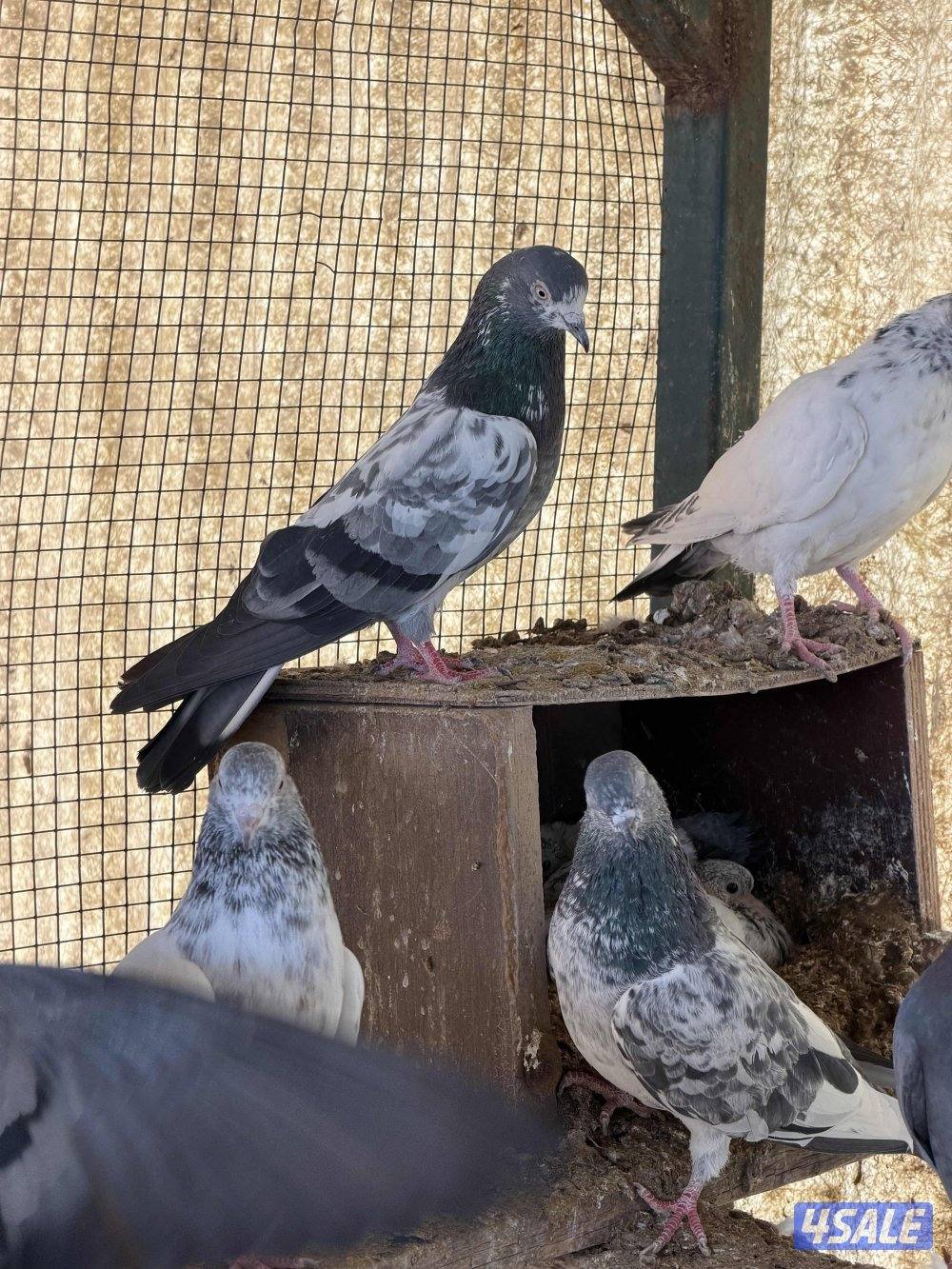 باكستاني وزاجل1