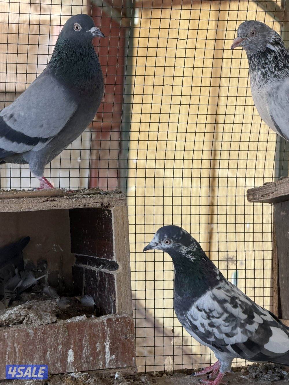 باكستاني وزاجل2