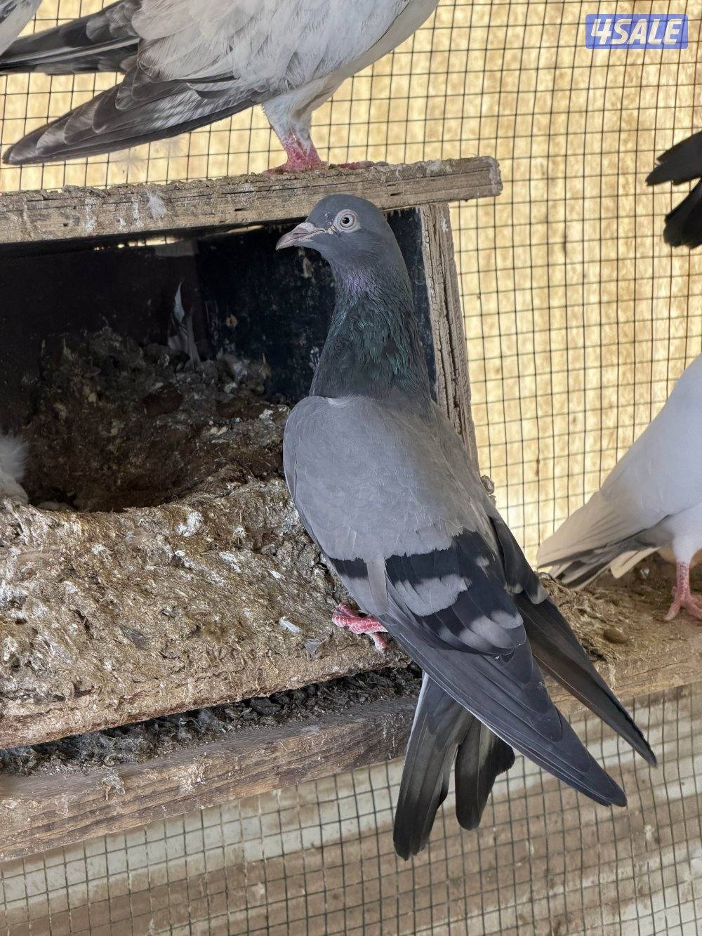 باكستاني وزاجل3