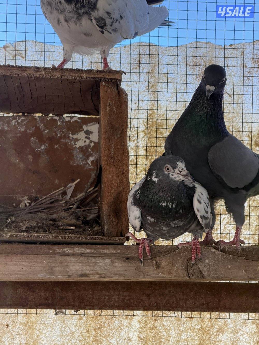 باكستاني وزاجل5