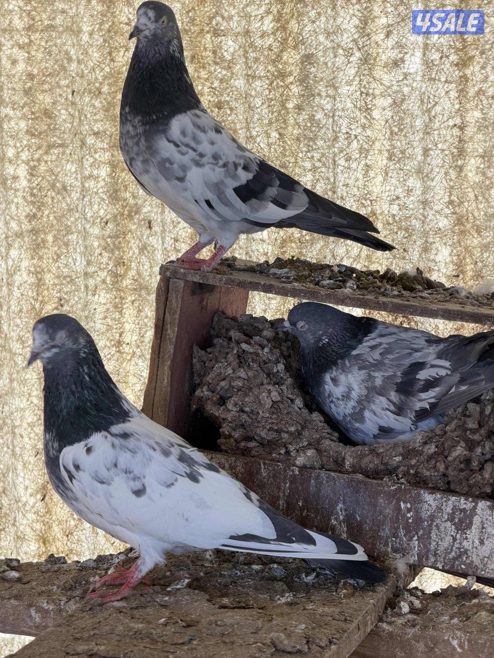 باكستاني وزاجل6