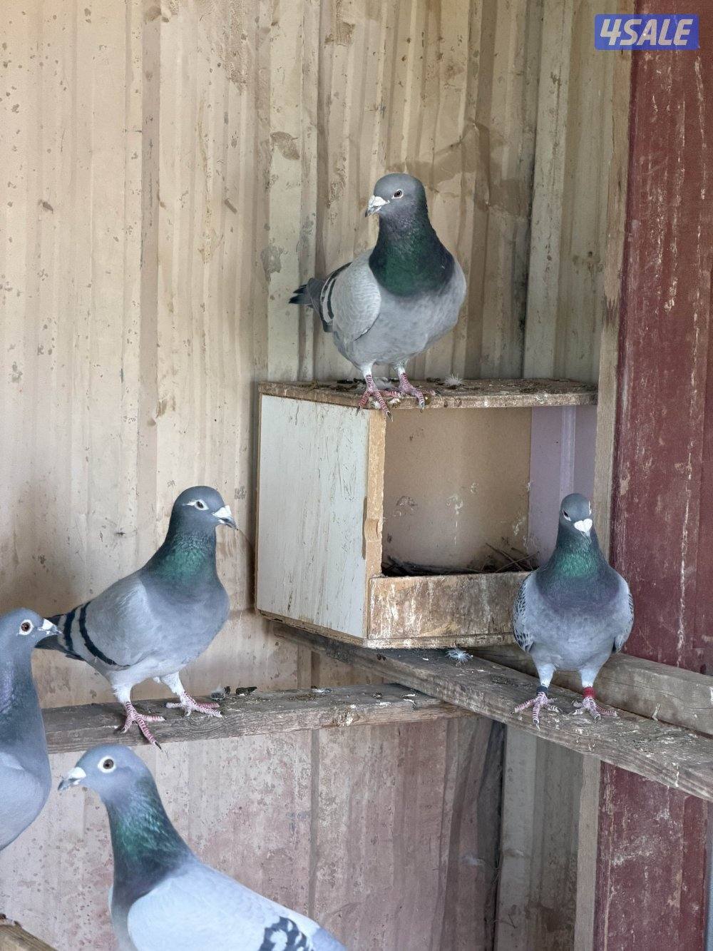 باكستاني وزاجل7