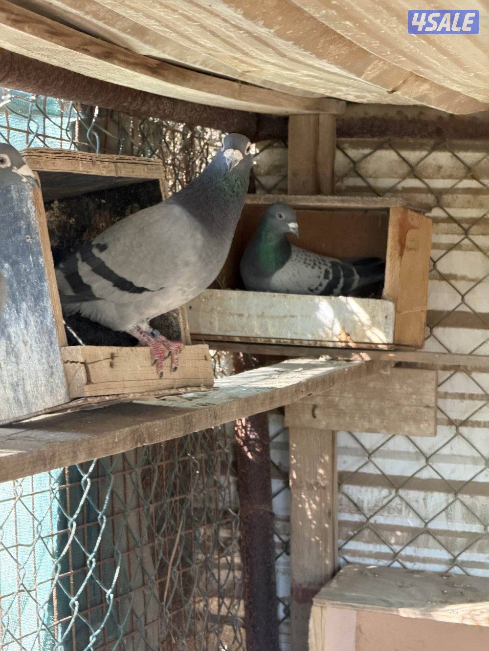 باكستاني وزاجل8