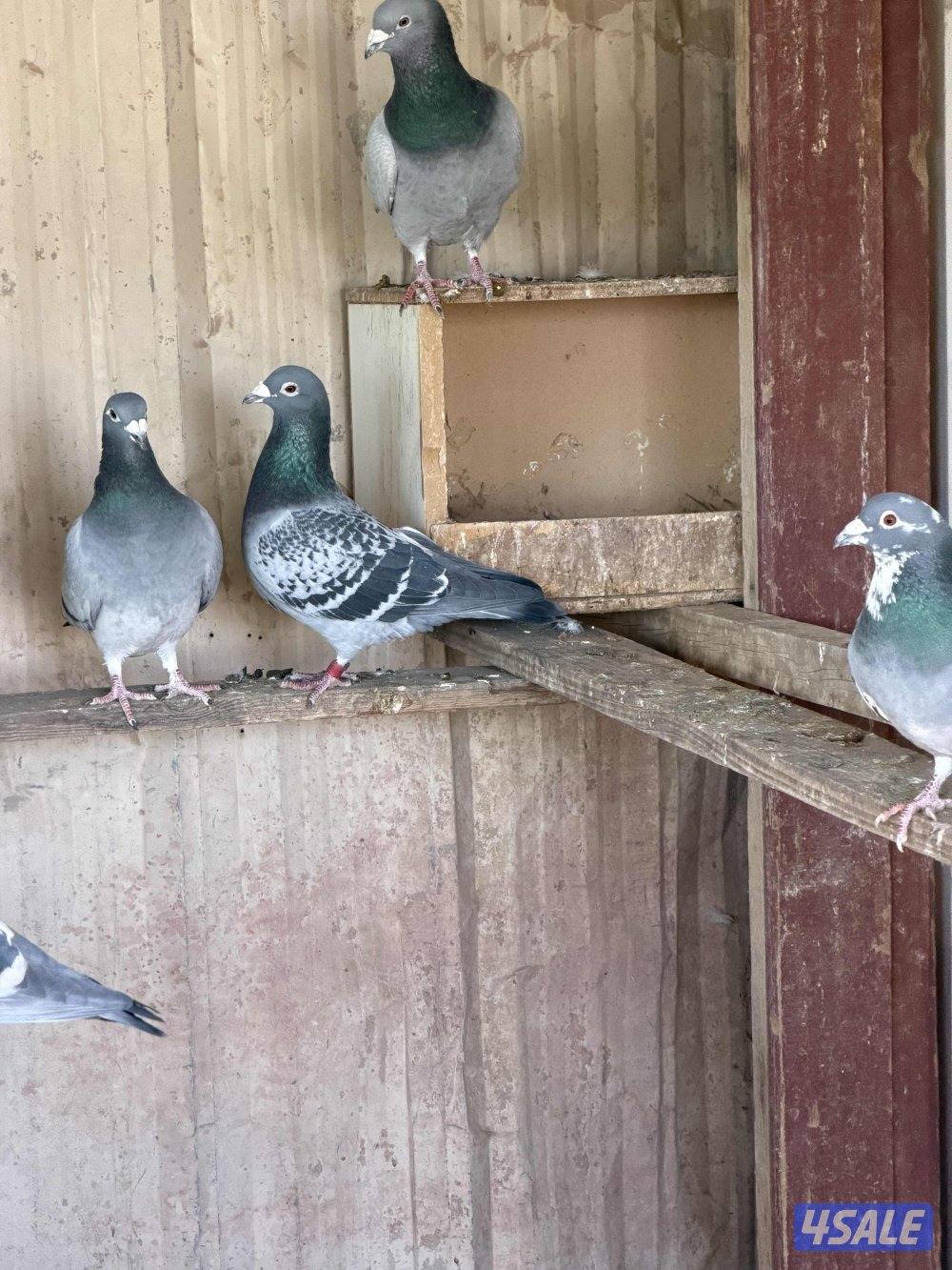 باكستاني وزاجل9