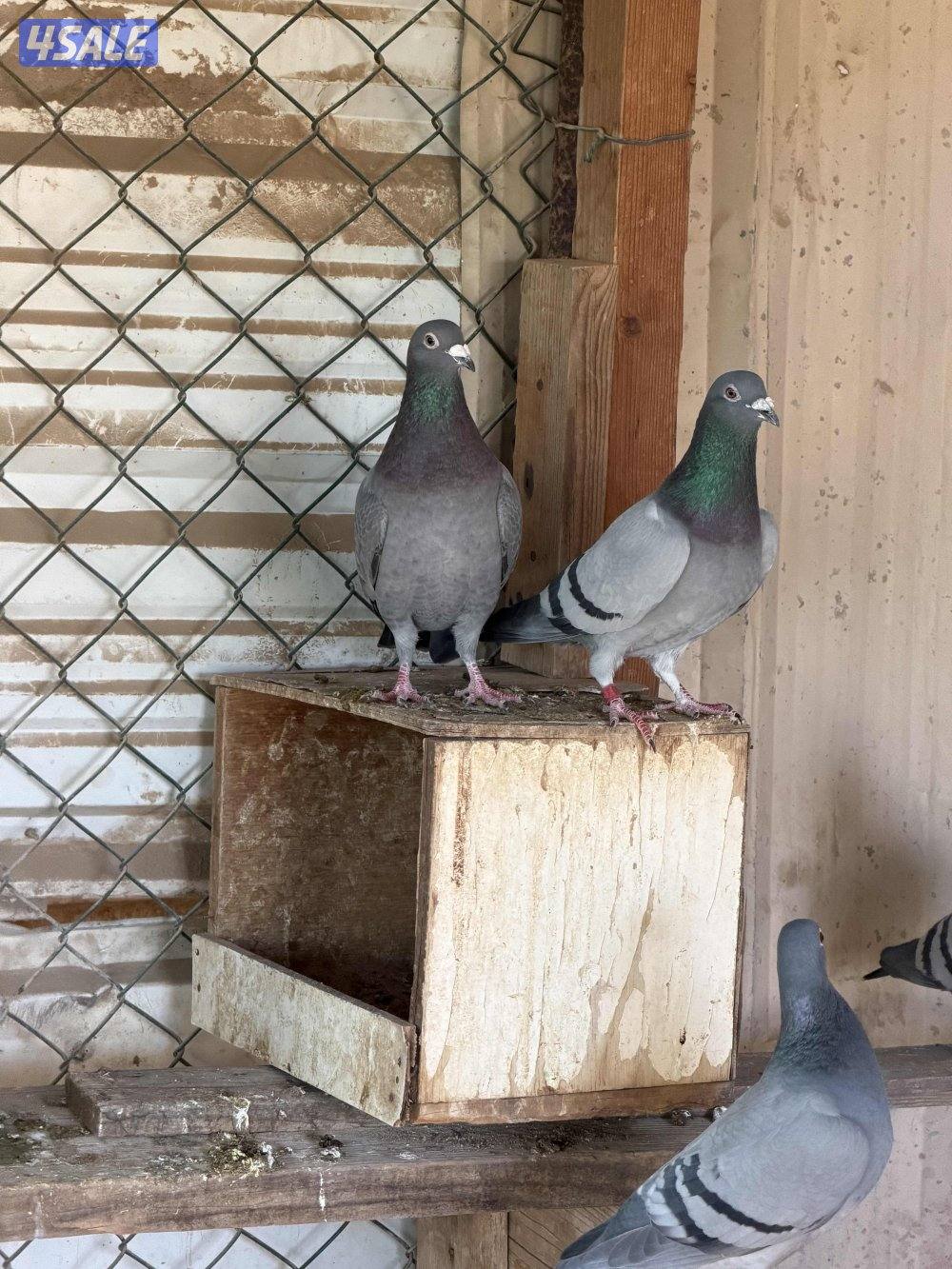 باكستاني وزاجل10