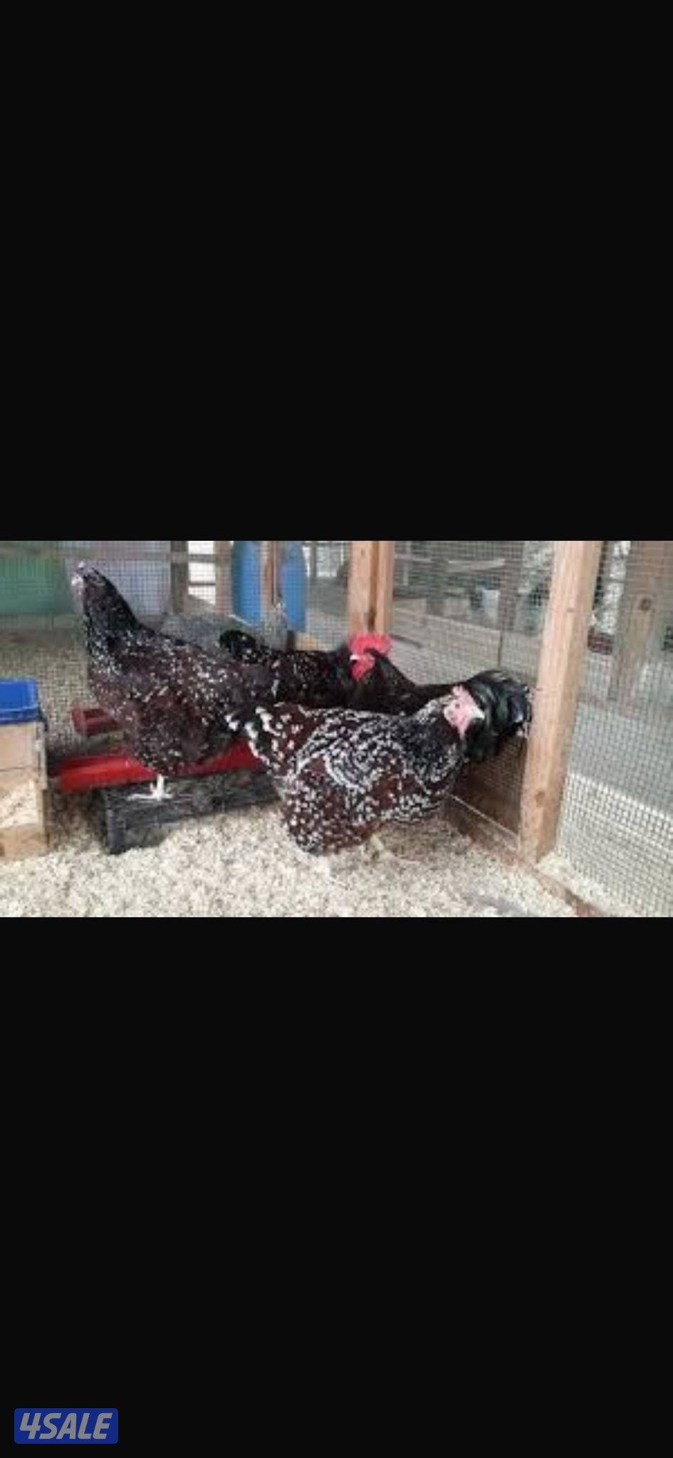 فروخ ساسكس0