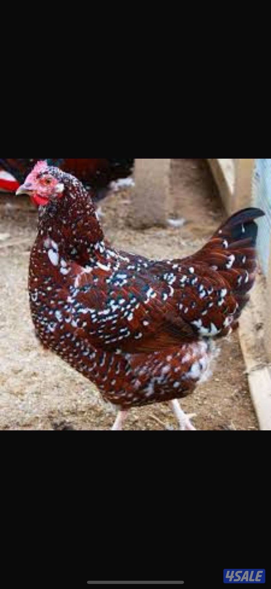 فروخ ساسكس1