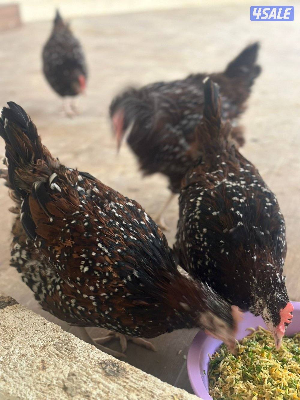 فروخ ساسكس2