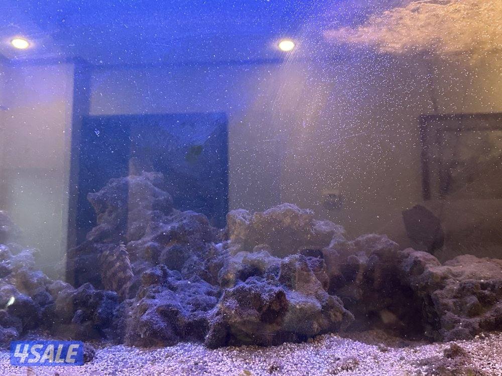 للبيع حوض سمج بحري0