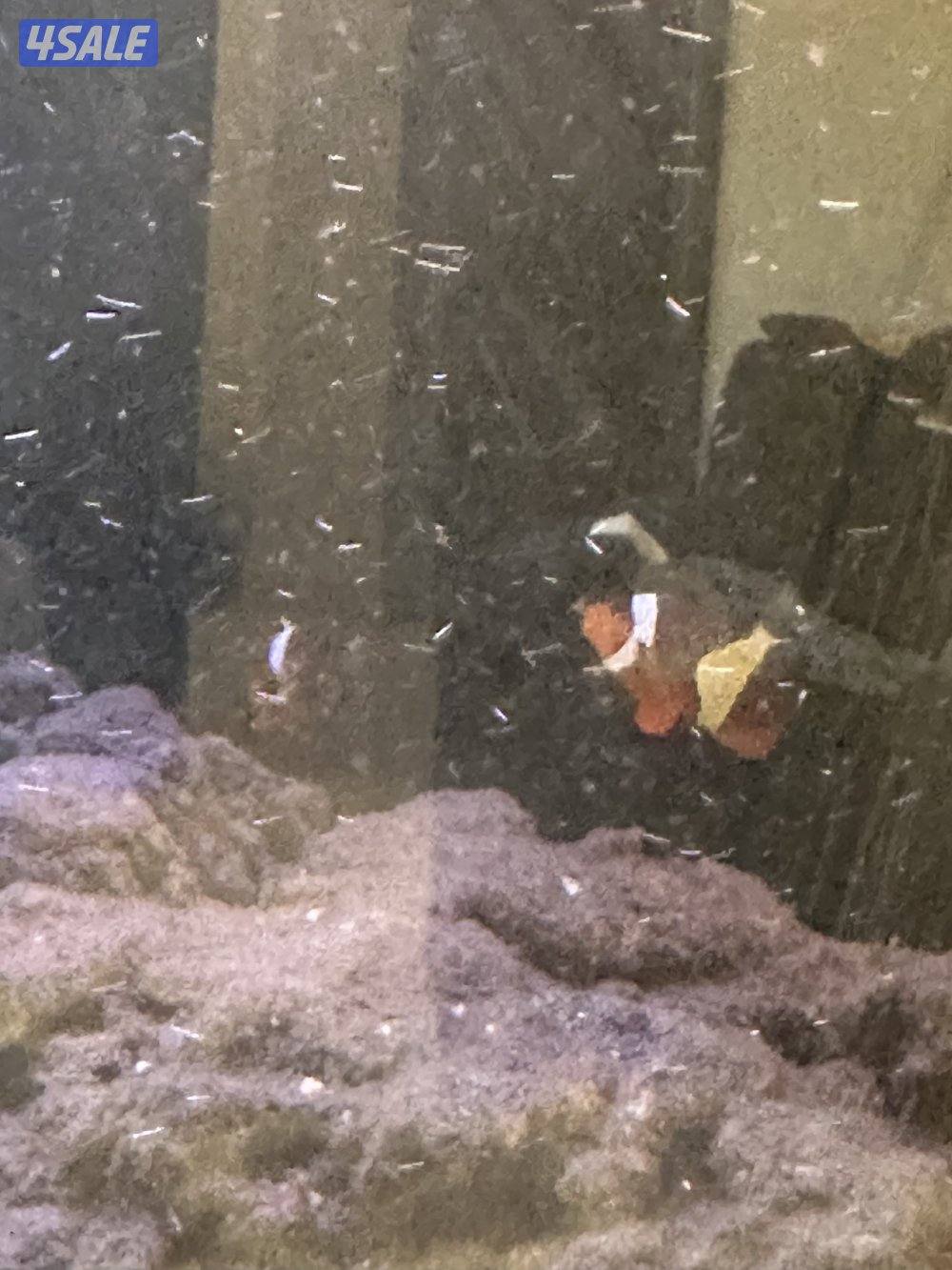 للبيع حوض سمج بحري1