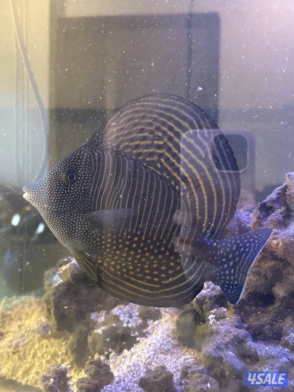 للبيع حوض سمج بحري2