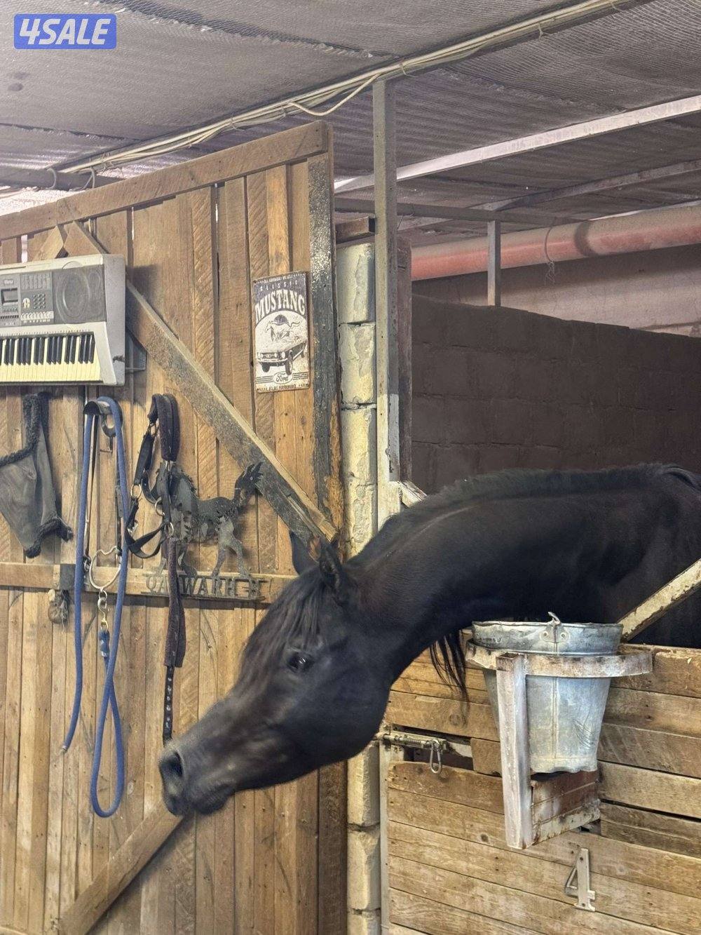 حصان ادهم مكس شرط السلم بالكامل ولا تنويه ارتفاعه ١٥٣ للتواصل واتساب0