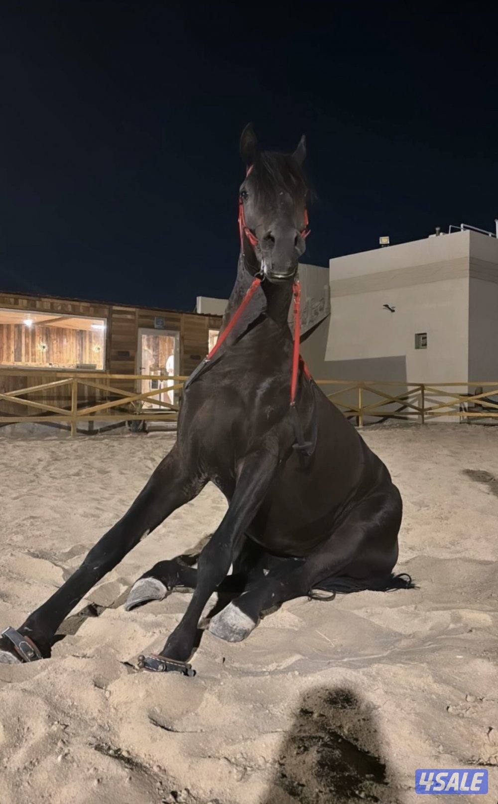 حصان ادهم مكس شرط السلم بالكامل ولا تنويه ارتفاعه ١٥٣ للتواصل واتساب1