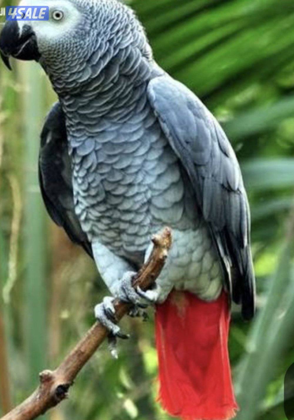 للبيع كاسكو شرط الكلام0