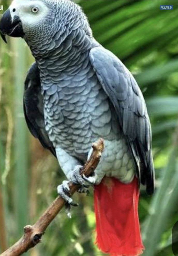 للبيع كاسكو شرط الكلام1