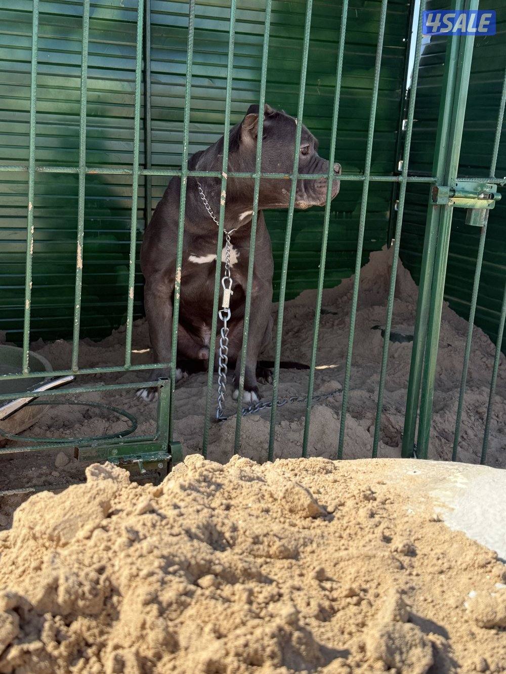 بتبول للبيع0