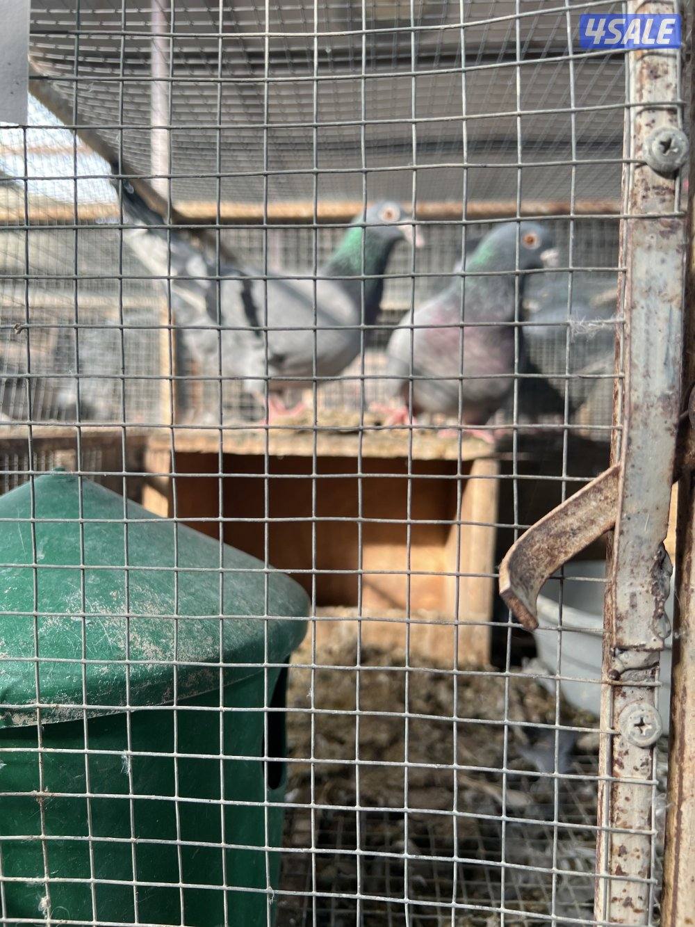 مشروع زاجل ولاحم فوق ٤٠٠٠ زوج1