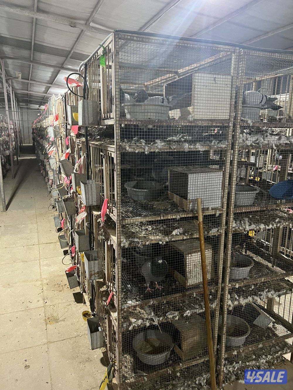 مشروع زاجل ولاحم فوق ٤٠٠٠ زوج3