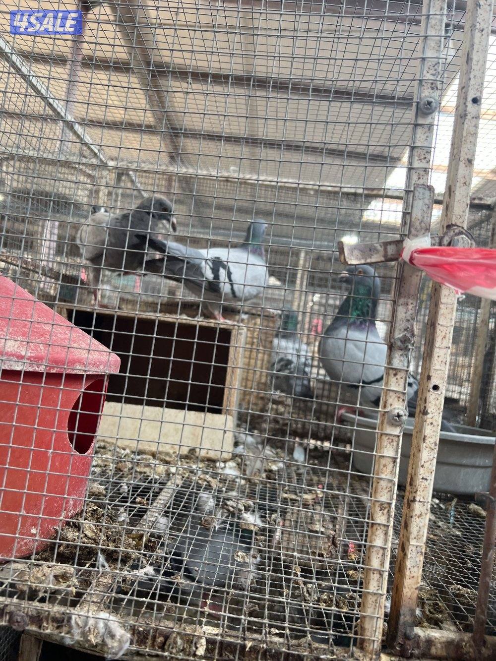 مشروع زاجل ولاحم فوق ٤٠٠٠ زوج4