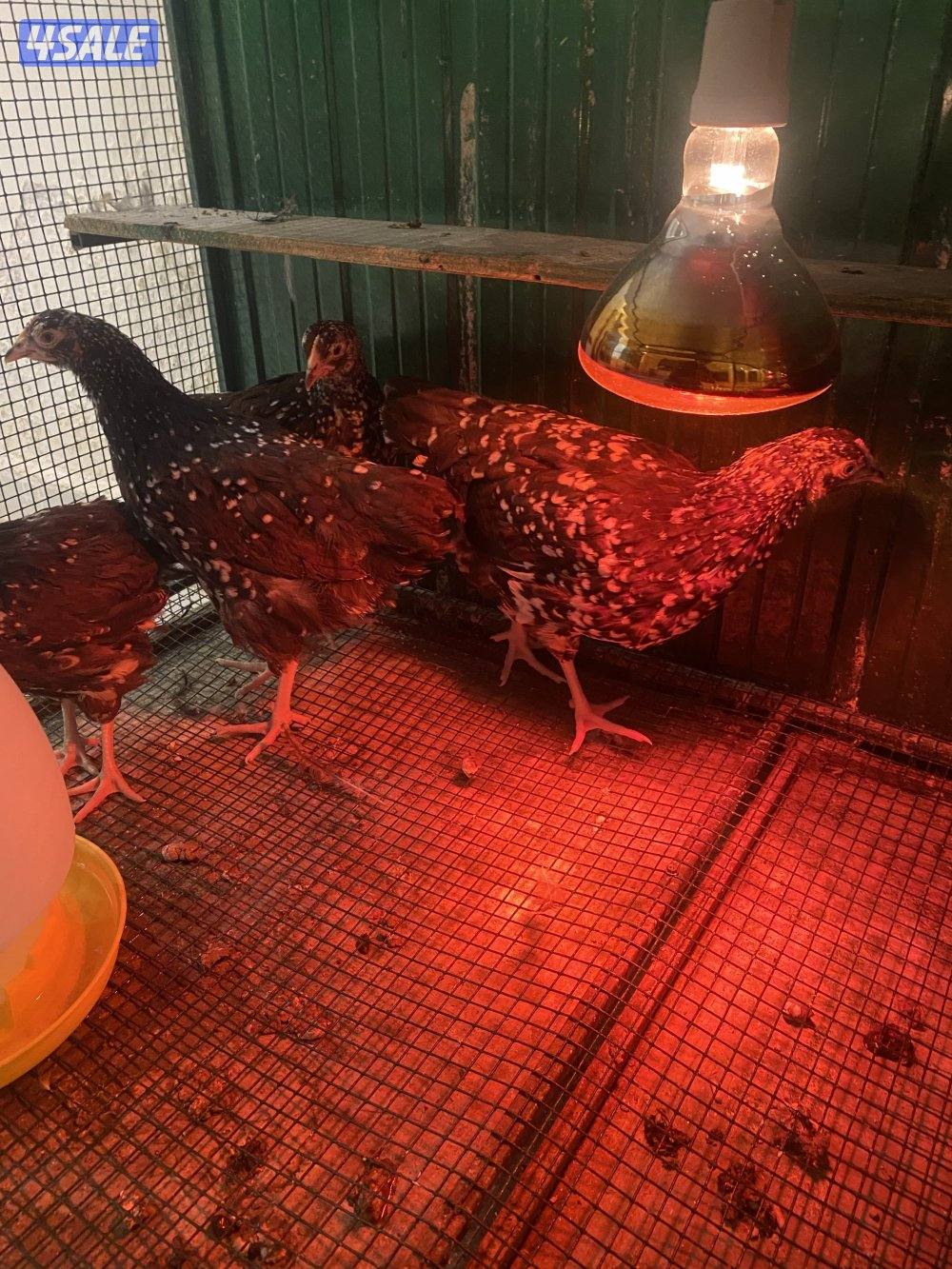 فروخ ساسكس3