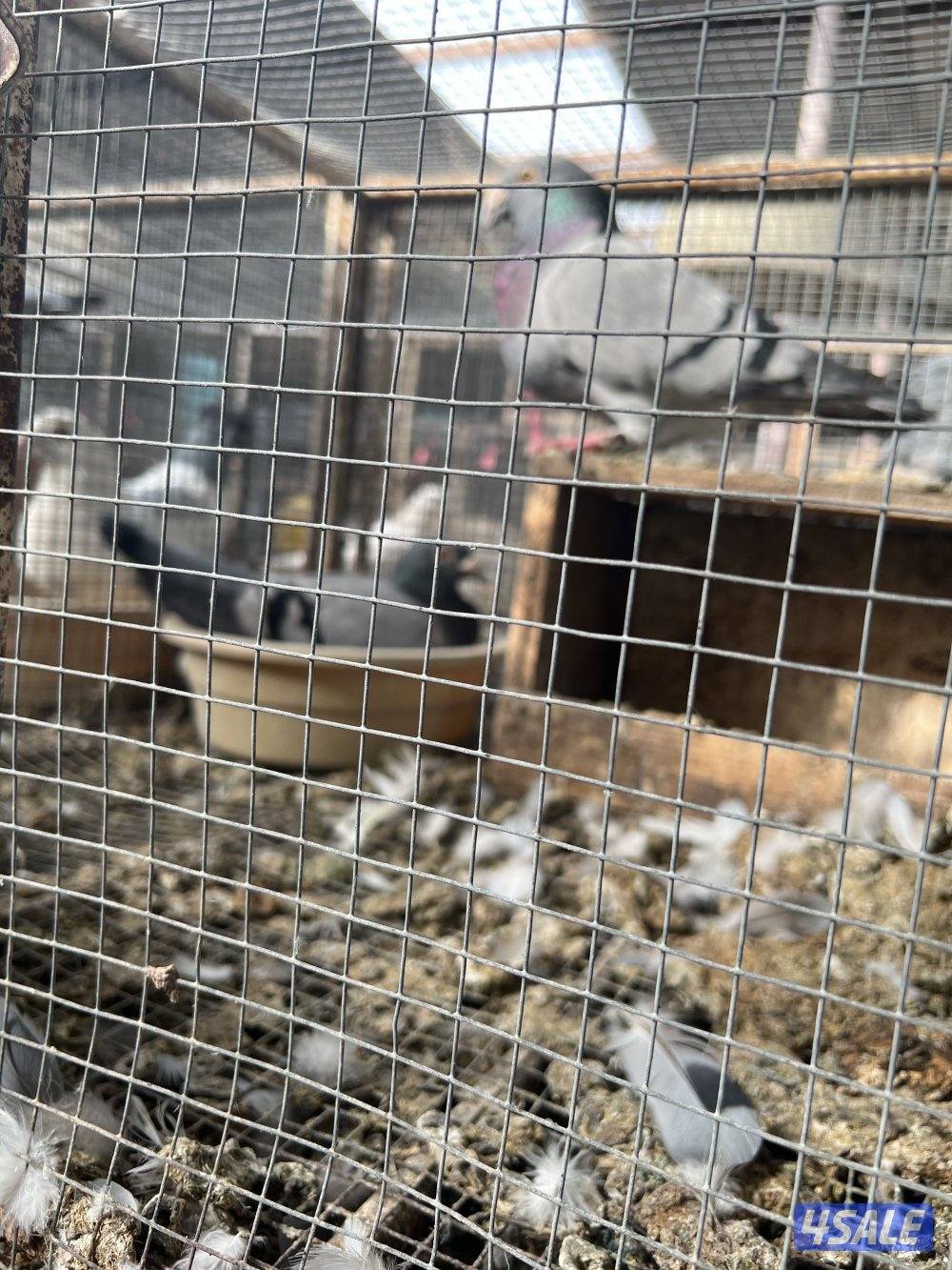 مشروع زاجل ولاحم فوق ٤٠٠٠ زوج5