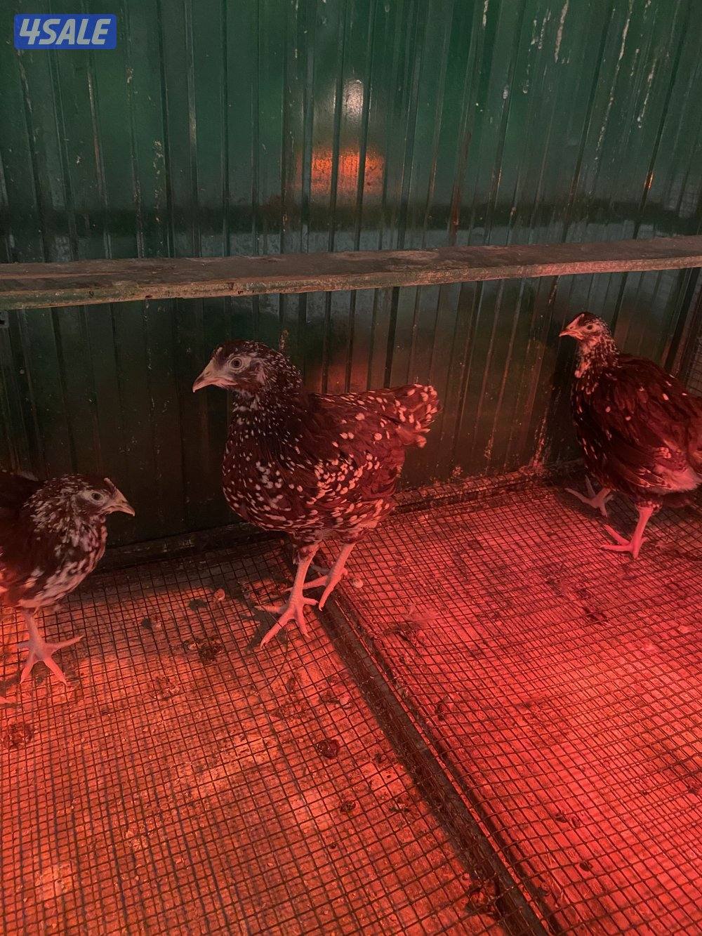 فروخ ساسكس4