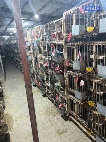 مشروع زاجل ولاحم فوق ٤٠٠٠ زوج6