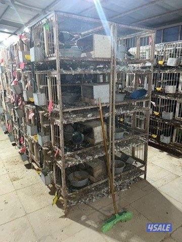 مشروع زاجل ولاحم فوق ٤٠٠٠ زوج8