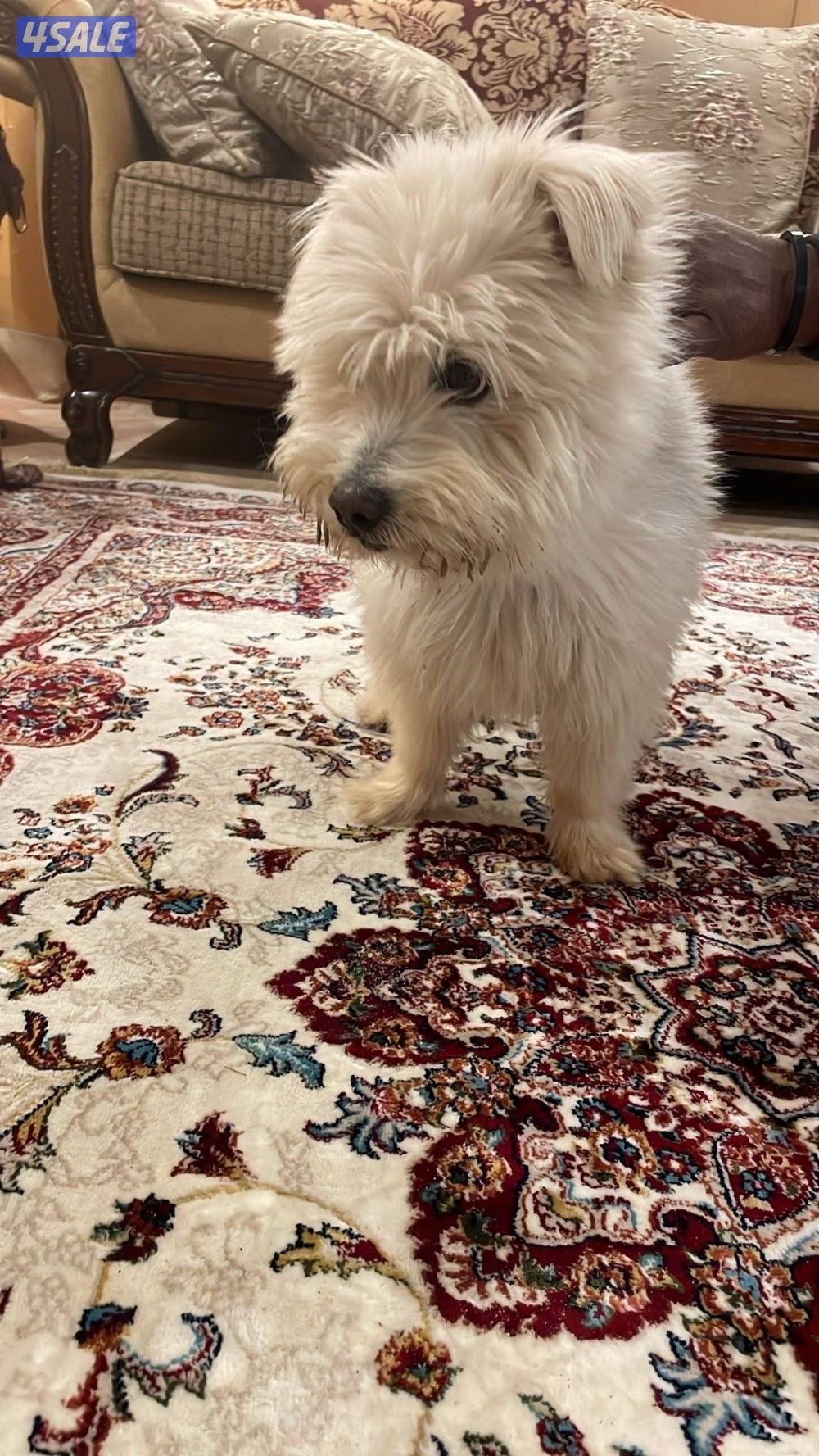 كلب نوع ( مالتيزر) ذكر1