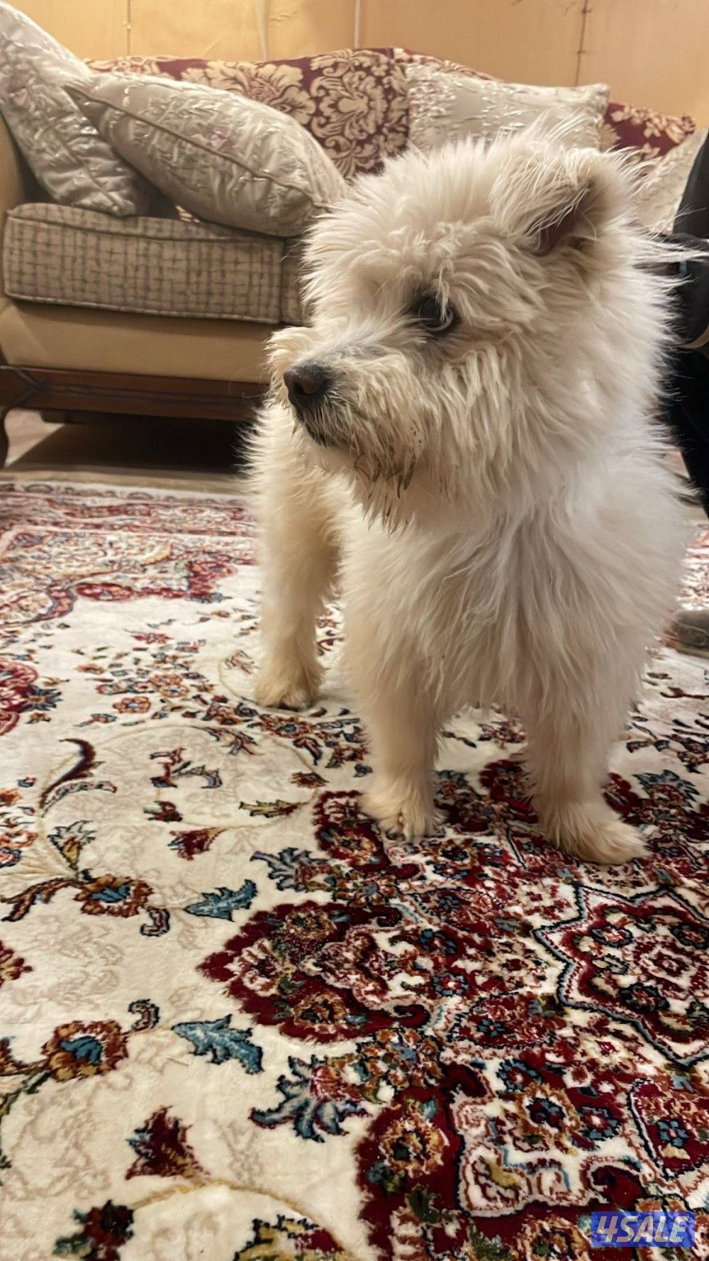 كلب نوع ( مالتيزر) ذكر2