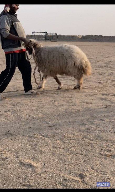 الارتال السالي3