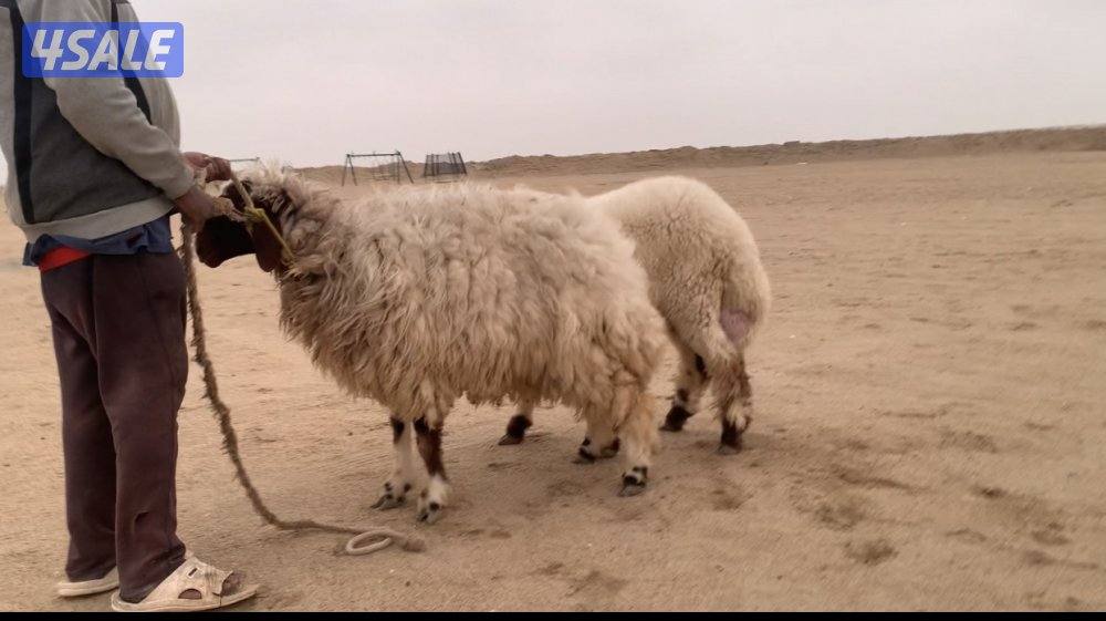 الارتال السالي1