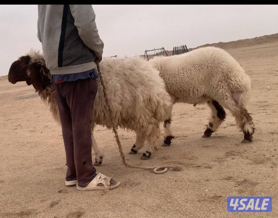 الارتال السالي2