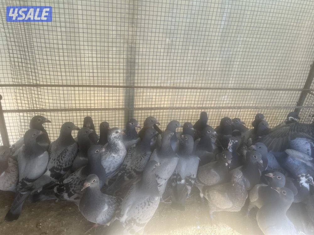 للبيع طبات زاجل سباق0