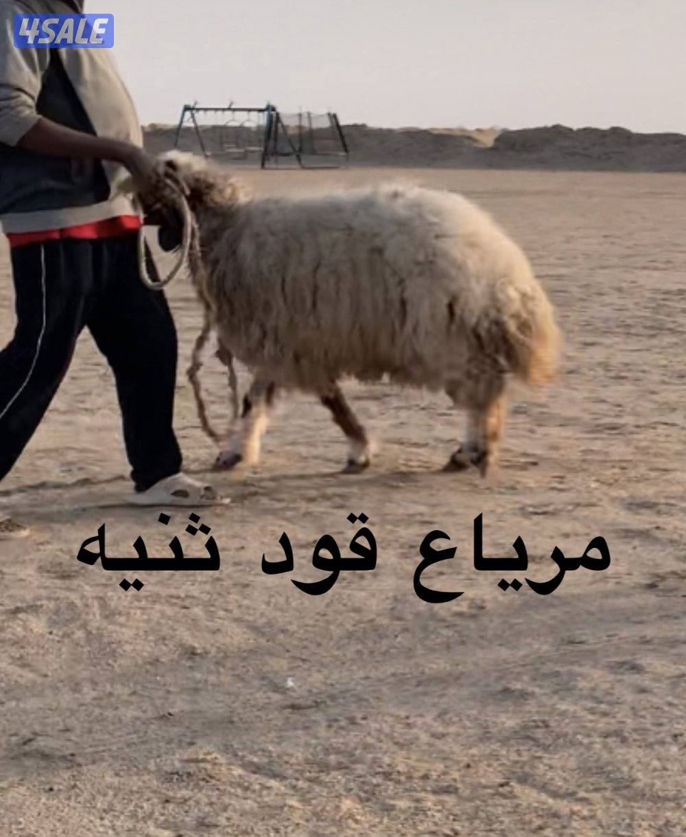 الارتال السالي0