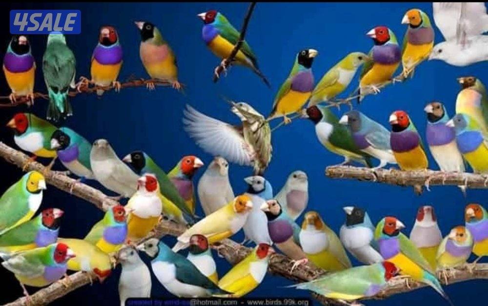 للبيع فروخ قولدن فنش0