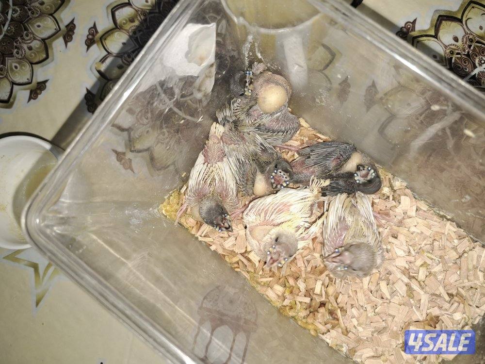 للبيع فروخ قولدن فنش2