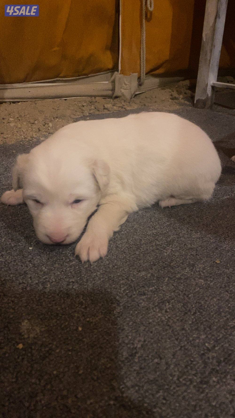 للبيع جراء0