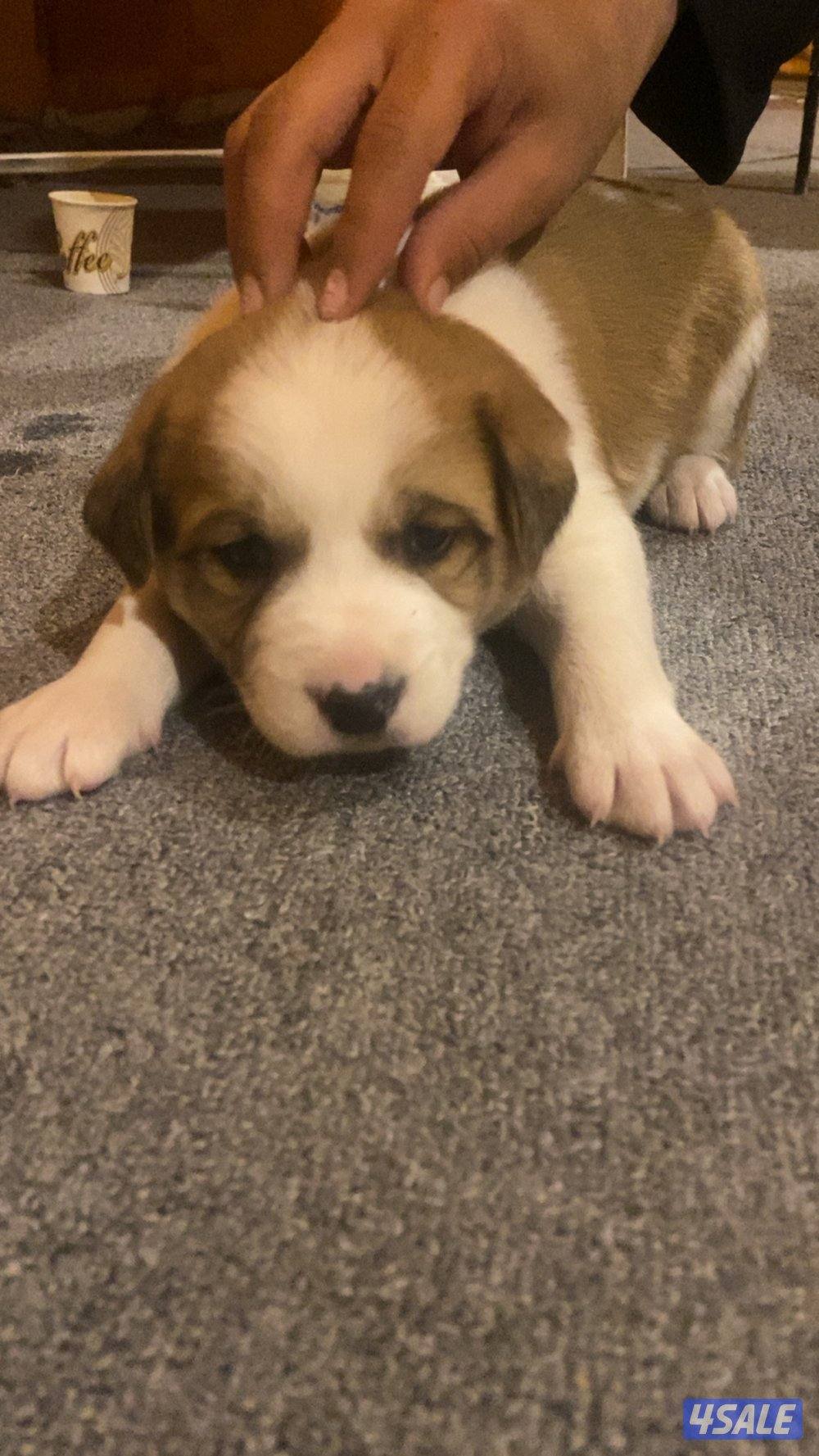 للبيع جراء1