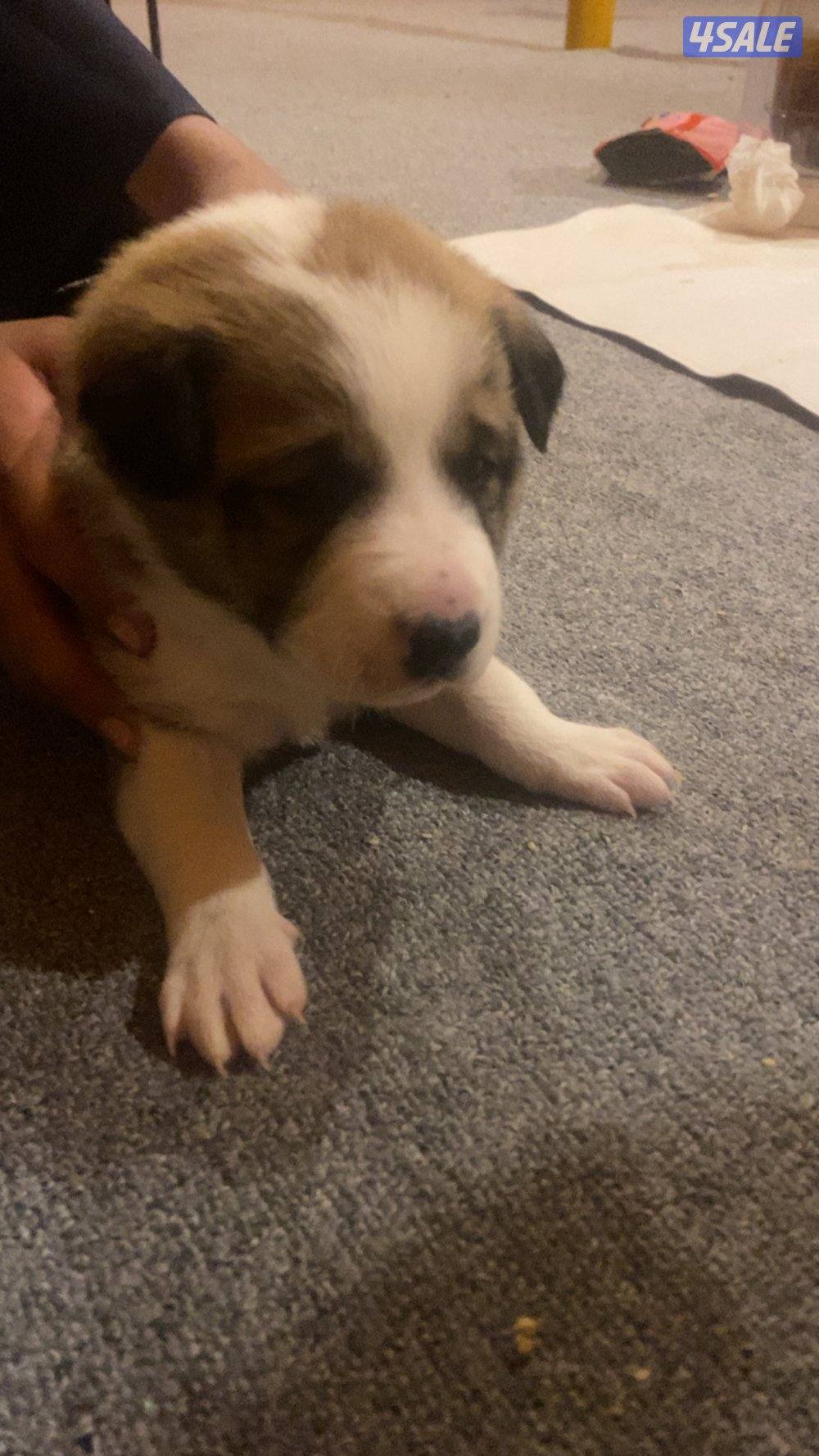 للبيع جراء2