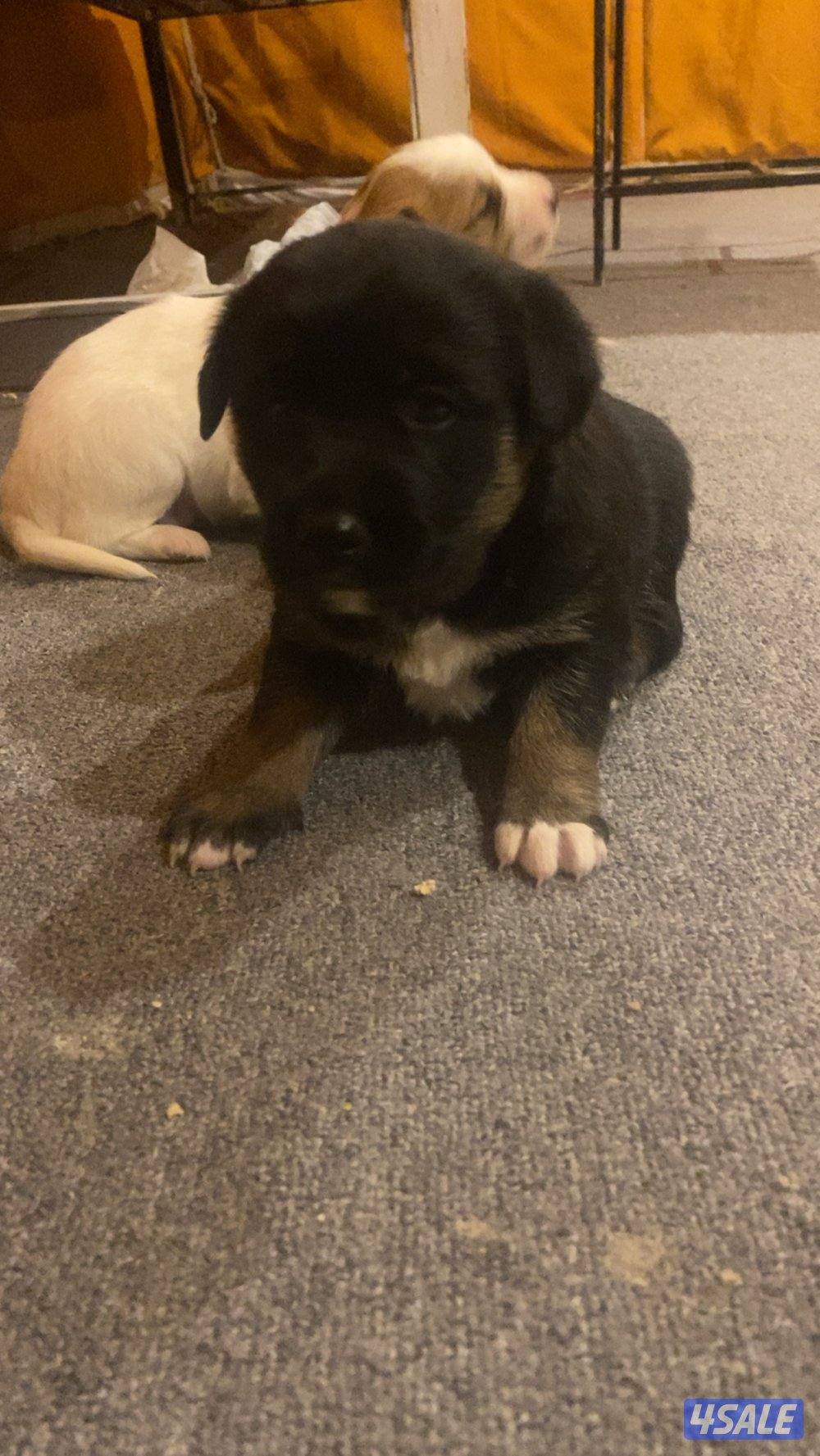 للبيع جراء3