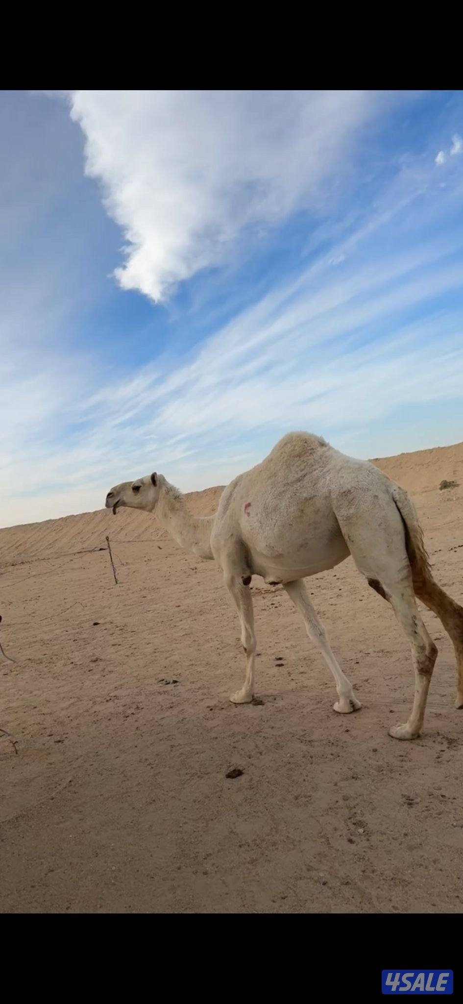 بكره وضحا طيبه جذعه رمانيه ومضربه على بعير طيب منتج السوم واصل ٨٠٠0