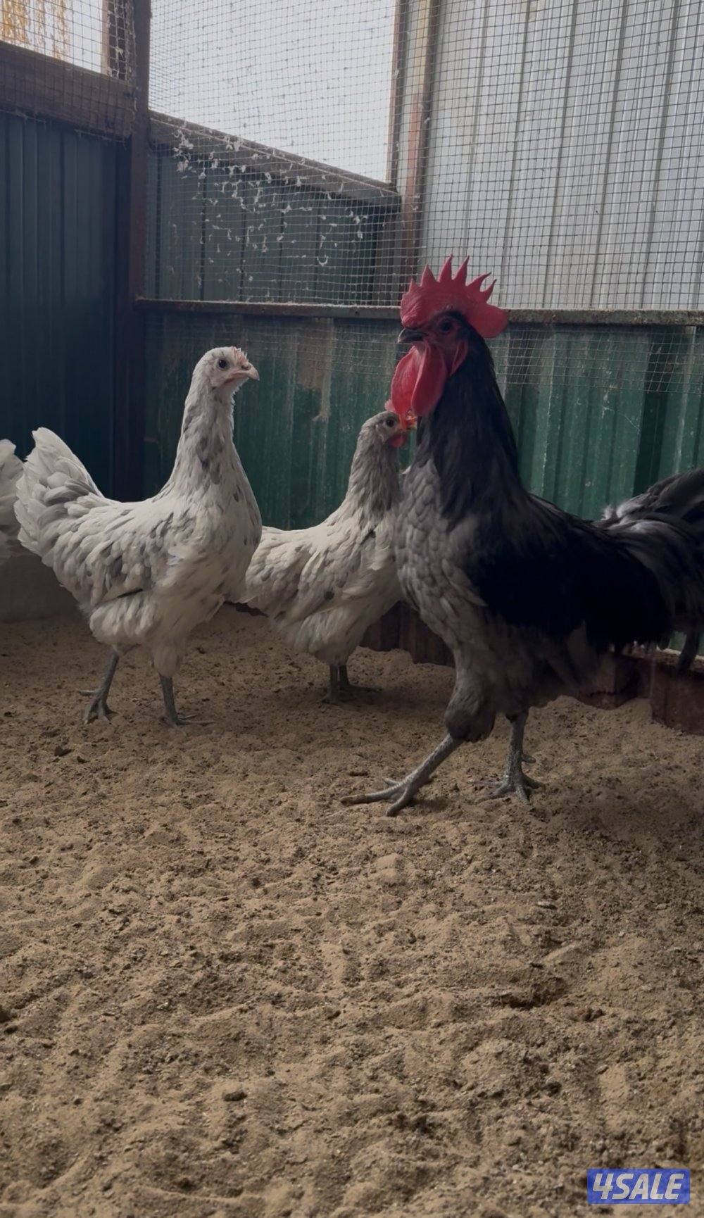 دجاج زينه - فري و بيض فري0