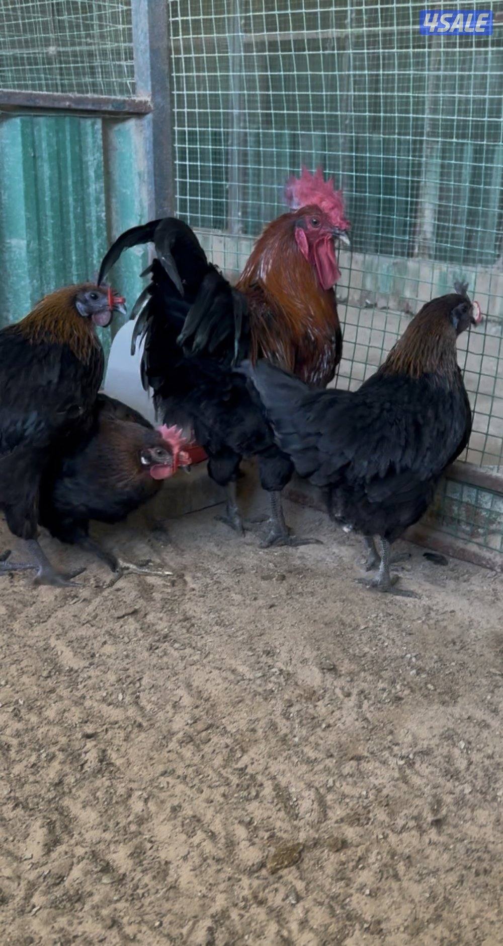 دجاج زينه - فري و بيض فري1