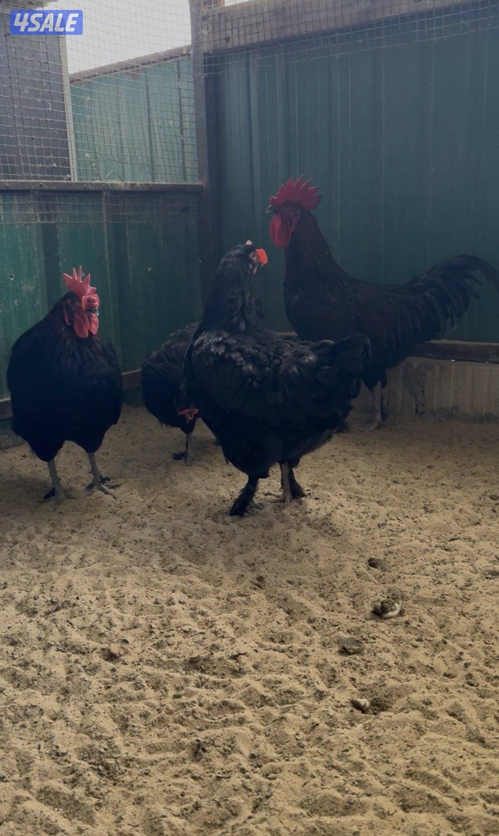 دجاج زينه - فري و بيض فري2