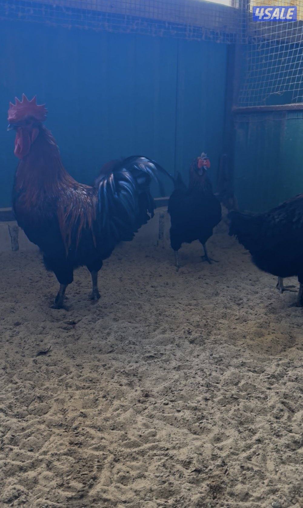 دجاج زينه - فري و بيض فري3